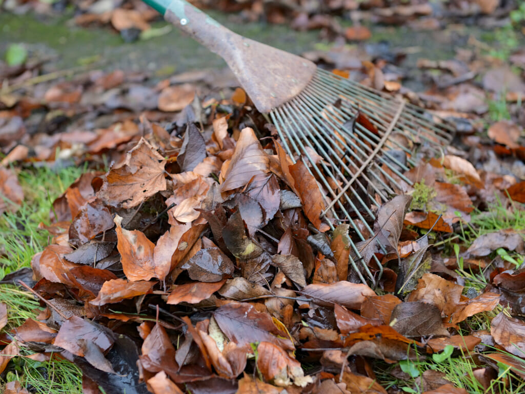 Your Autumn Allergy Survival Guide - Horder Healthcare